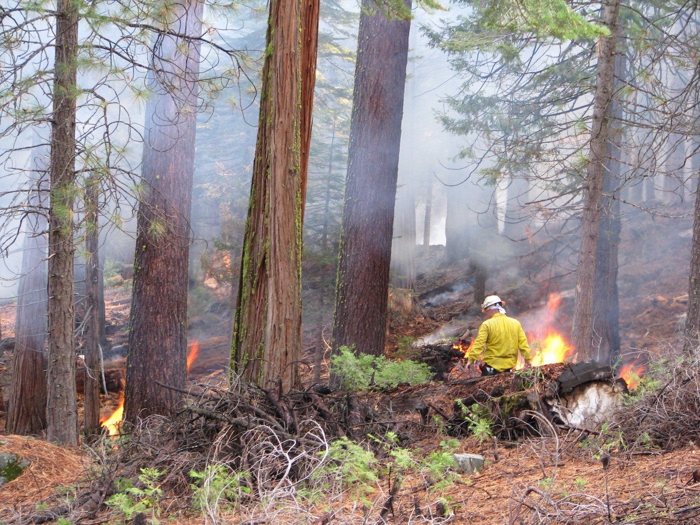 A firefighter in yellow walks among small fires in a young forest
