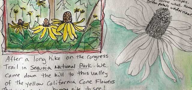 detail of a nature journal with drawings of coneflowers and notes about a hike