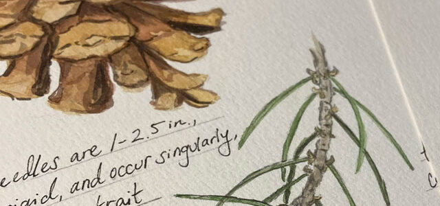 Detail of a nature journal page featuring a pine cone and a branch with needles. 