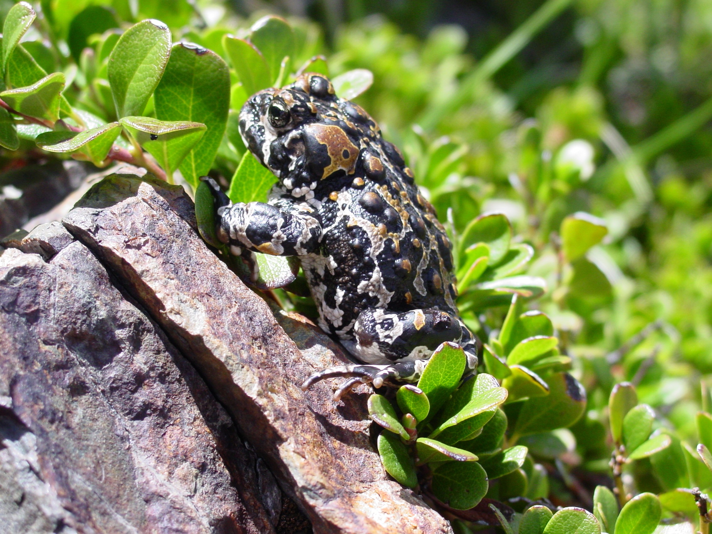 Adult female Yosemite toad in the High Sierra