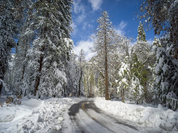 Winter road through Yosemite. Snow piled up on either side as it curves through a forest. 