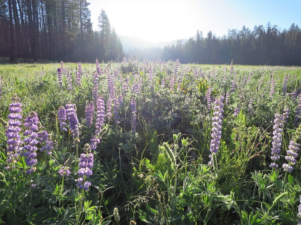 What is a meadow? Lupine blooming in Ackerson Meadow South, image courtesy of NPS/Michelle Desrosiers