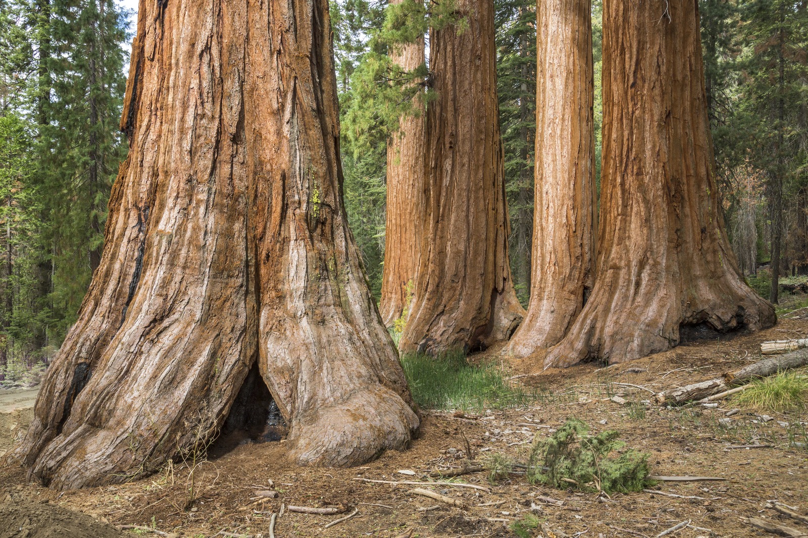 Beauty image of the Mariposa Grove of Giant Sequoias in autumn.