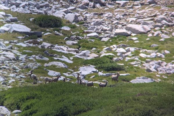 Herd of Sierra Nevada bighorn sheep grazing on a hillside that is full of green grass and white rocks. 