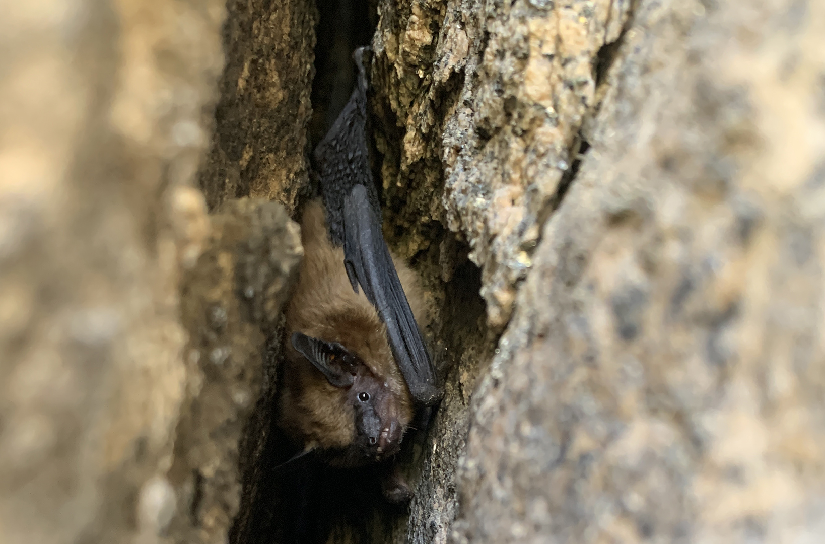 Big brown bat (Eptesicus fuscus) in rock roost - Photo by Sean Smith/NPS