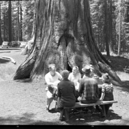 Family sitting at a picnic table next to a sequoia tree. In the past 100 years many families must have picnicked in equally scenic locales in Yosemite. 