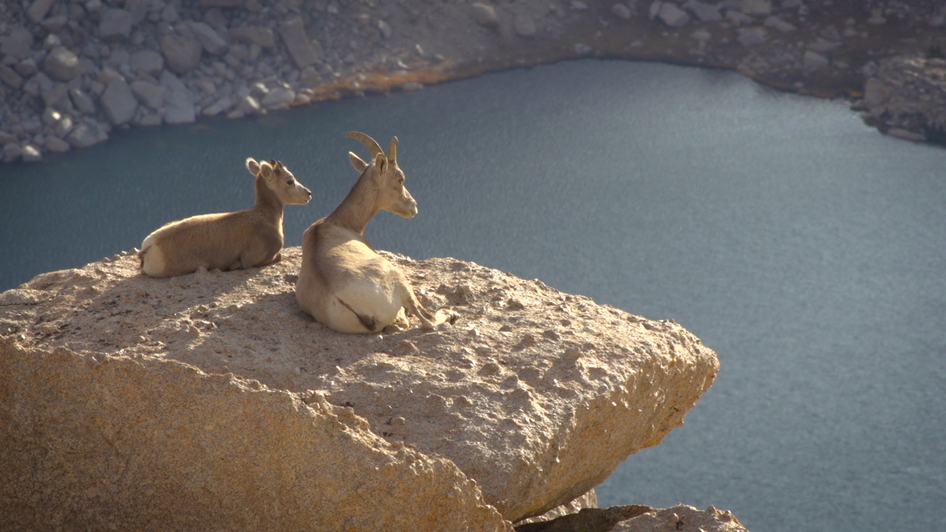 Iconic Projects Sierra Nevada Bighorn Sheep — Yosemite Conservancy