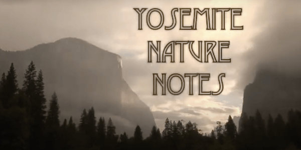 Made possible by donors to Yosemite Conservancy: Yosemite Nature Notes! Looking at a foggy scene of Yosemite Valley. In the foreground we see a dark row of conifers. Then a shrouded El Capitan and Bridalveil Fall. In the clouds we read the text Yosemite Nature Notes. 