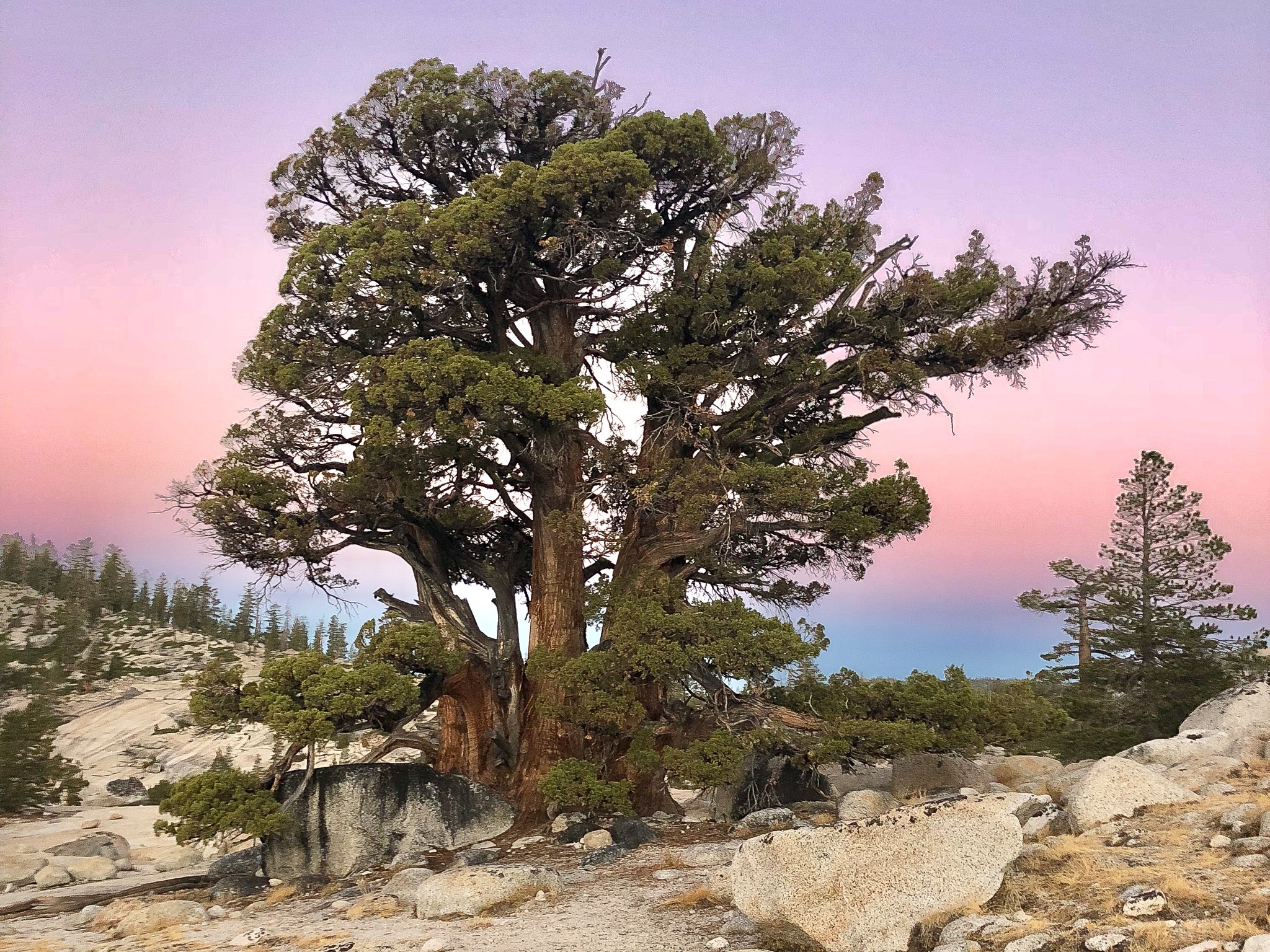 Unique Yosemite experiences include forest bathing in scenes such as this with the sun setting behind a  stand of junipers.