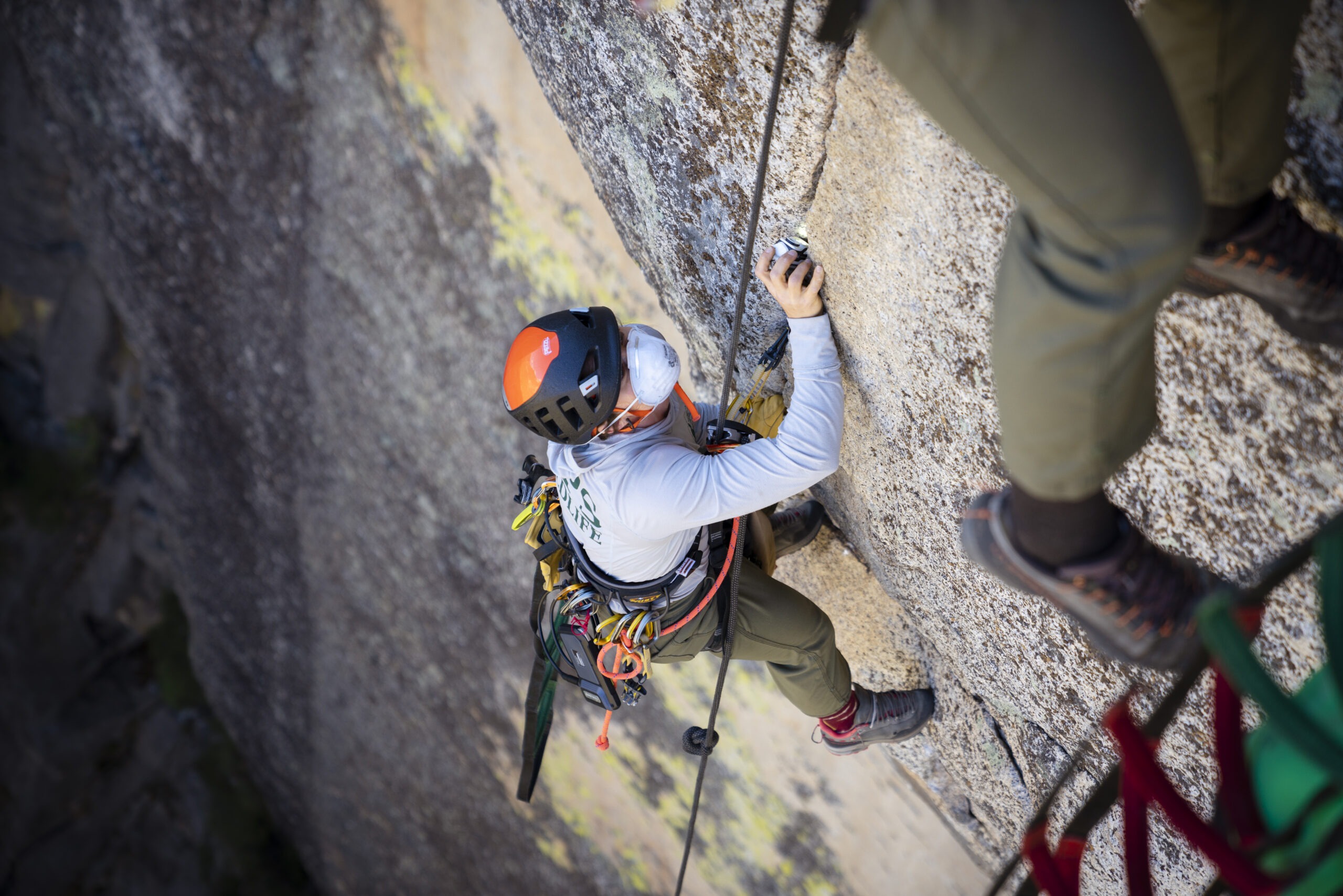 Yosemite biologists Shannon Joslin and Sean Smith scale the El Capitan rock face to locate a bat roost identified by a recreational climber. Photo: © Miya Tsudome.