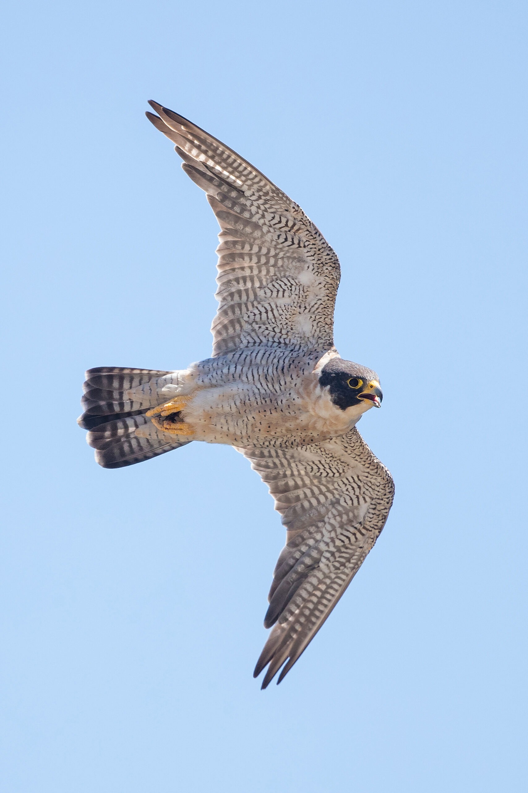 An adult peregrine falcon in flight (July 2017). Peregrines in Yosemite are now thriving thanks to Yosemite Conservancy donor support.