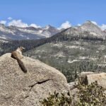 A photograph of a marmot on granite at Glacier Point, looking out over Yosemite. By Linda Wurstner