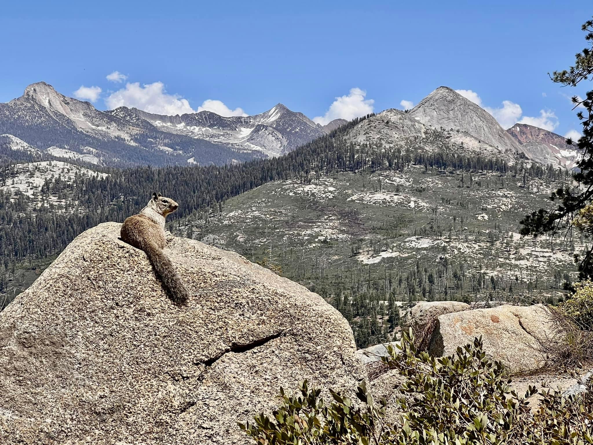 A photograph of a marmot on granite at Glacier Point, looking out over Yosemite. By Linda Wurstner