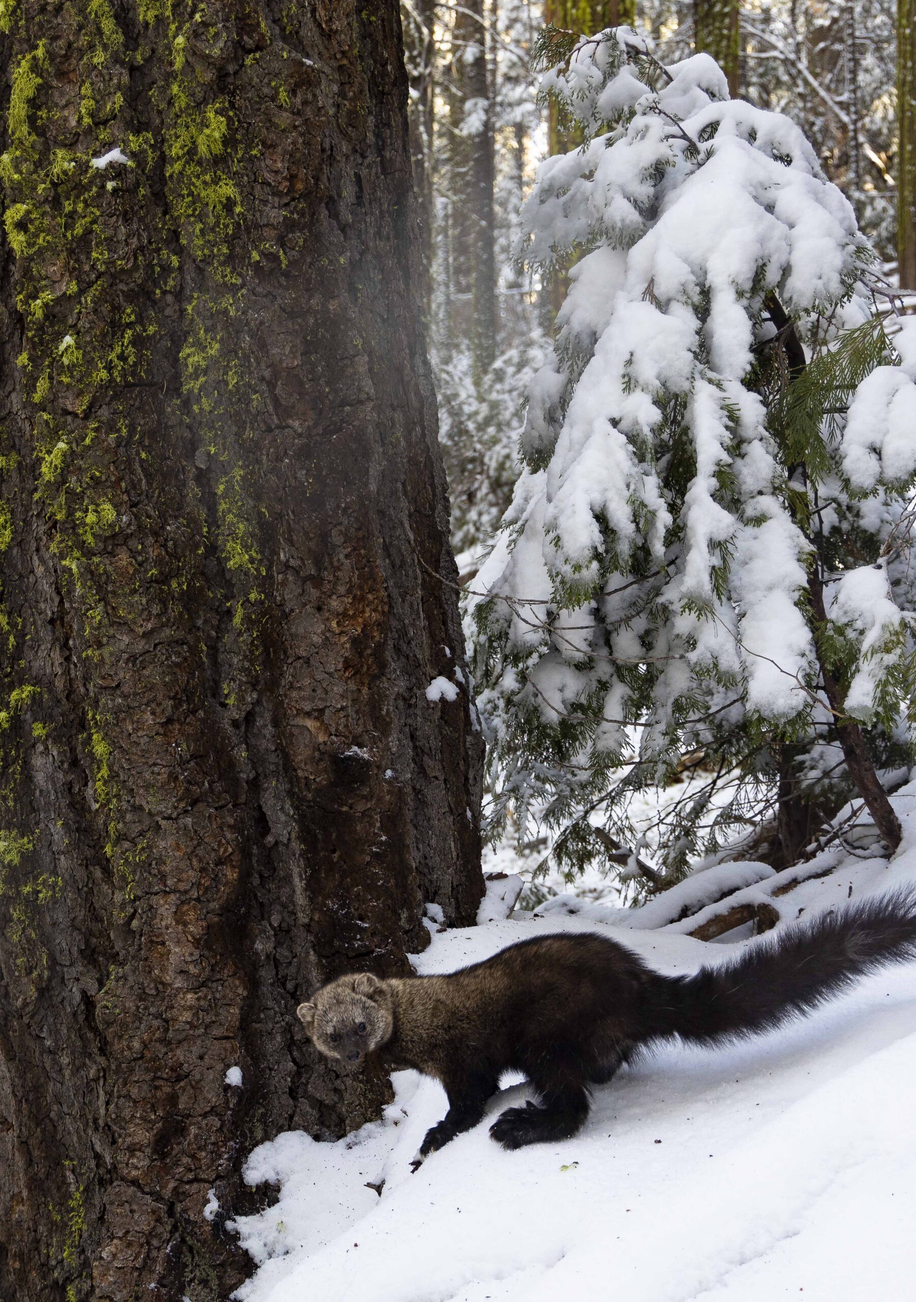 A Pacific fisher surveys the snow at the base of her den tree. Part of the mustelid family, the population of the elusive Pacific fisher in Yosemite is endangered. Learn more from researchers surveying fishers in this story. Image: Robb Hirsch. 