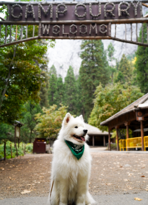 Olaf, a fluffy white dog, is sitting below the wooden historic sign that reads Camp Curry Welcome. In the distance we see lots of trees. 