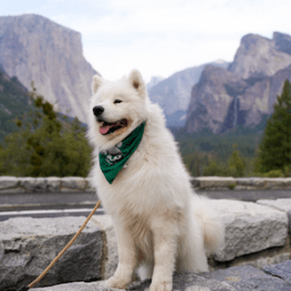 Olaf the white fluffy dog showing how to get a good picture of your pet in Yosemite at the Tunnel View overlook. In the background we see El Capitan and Bridalveil Fall. 