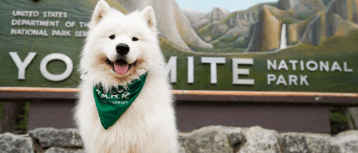 Olaf, a fluffy white dog wearing a green bandana, smiles in front of the Yosemite National Park sign showing how to be a good pet in Yosemite. 