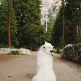 Olaf a white fluffy dog sitting on a trail with Yosemite Falls in the distance. 