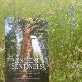 The book Ancient Sentinels with a sequoia on the cover being held up in front of a field of lupine. 