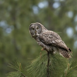 Great gray owl in Yosemite perched on a tree branch.