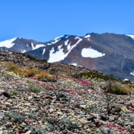 flowers on a mountain peak. Another snow capped peak is in the distance. 