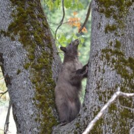 Looking at this black bear in a nook of a tree looking up at acorns above makes me wonder what their day in Yosemite was like. 