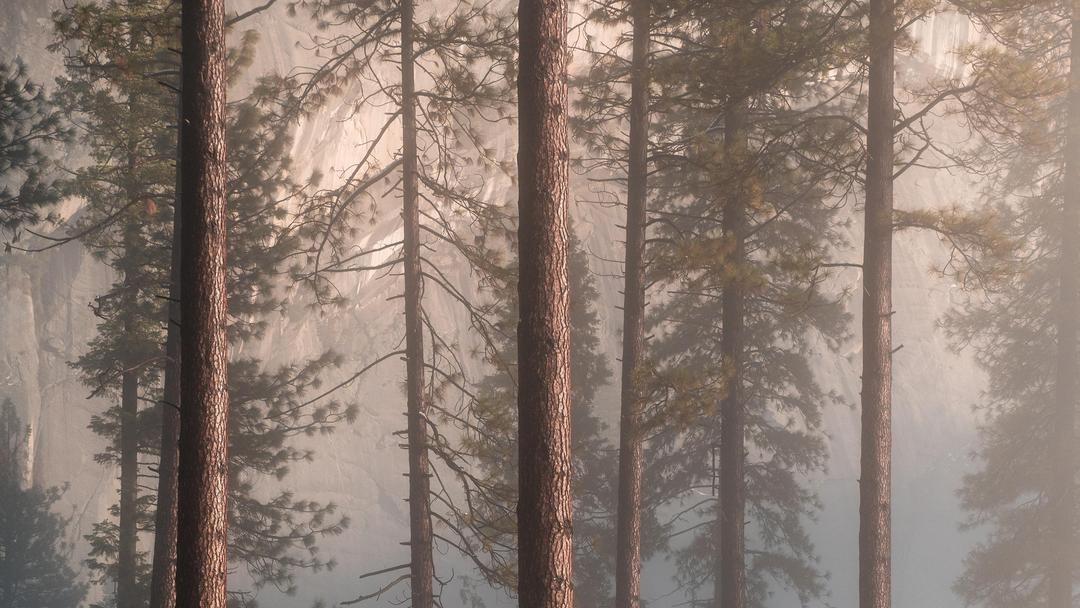 How to protect your wild as a Forest Bather — Yosemite Conservancy