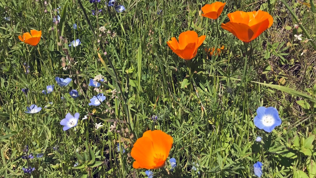 Incredible Wildflowers That Bloom in Yosemite — Yosemite Conservancy