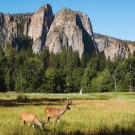 Two mule dear, classic Yosemite wildlife, grazing in a meadow with Cathedral Rocks in the background. 