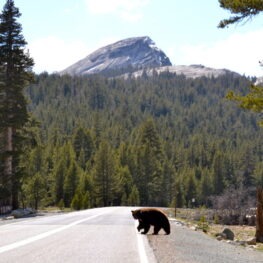 A black bear crossing Tioga Road in summer. We see mountainsides covered in green conifers and a granite peak in the distance.