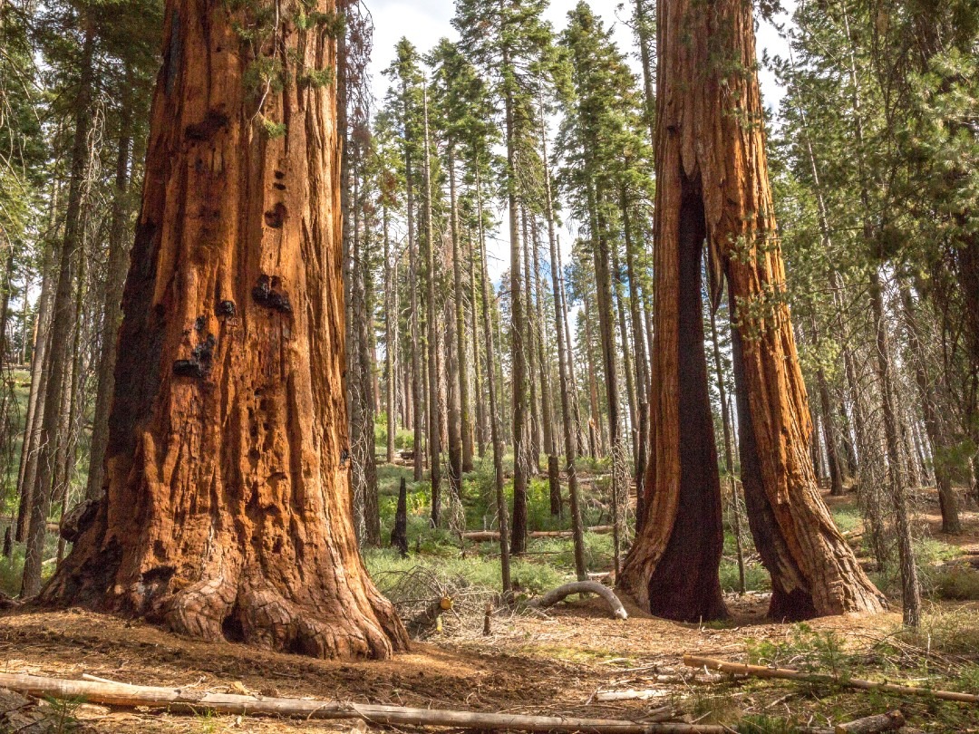 All About Forest Bathing — Yosemite Conservancy
