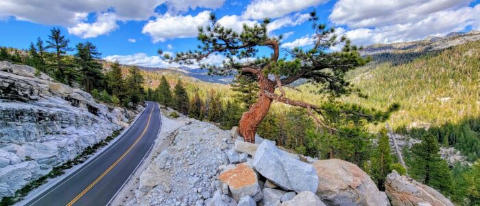 Tioga Road in summer, rocky corners, junipers, views across craggy granite peaks, and blue skies.