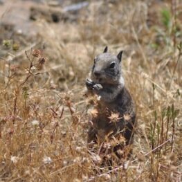 Yosemite wildlife being wild: a California ground squirrel eating seeds from plants. 