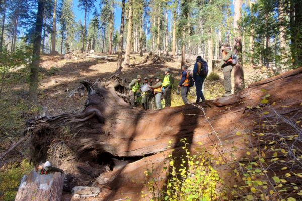 10 people in bright vests stand along a large fallen tree trunk and assess.