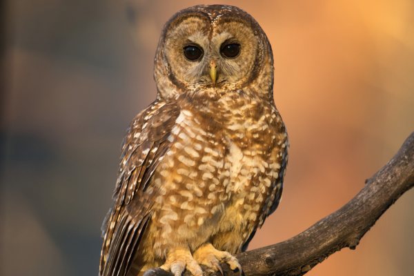 a spotted owl fledling covered in brown and white looks into the camera while perched on a branch with orange blur in the background.