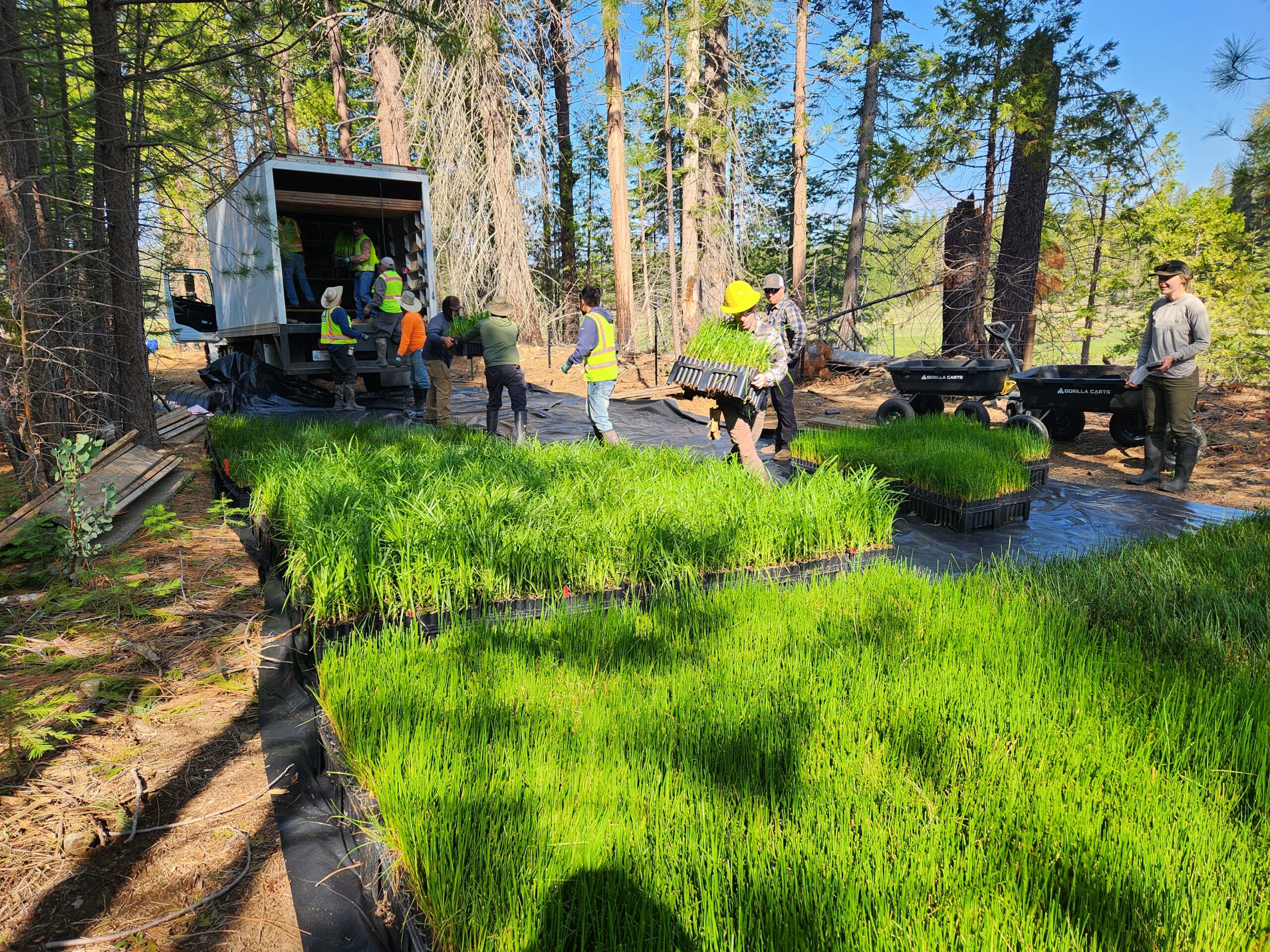 Yosemite in 2024: Photo of volunteers in bright vests unloading a truck of seedlings and plants.