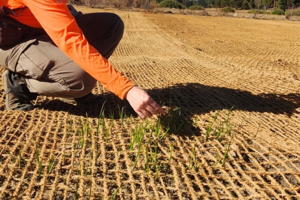 photo of someone kneeling and reaching out to a plant seedling