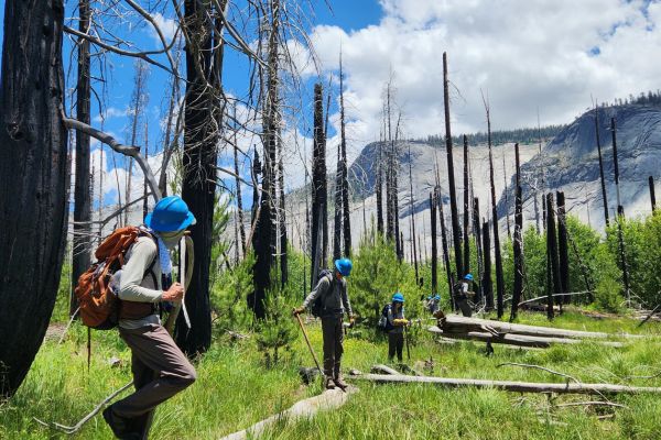 photo of prople with blue hardhats assessing trees in the wilderness. blue skies and clouds and mountains in the background.