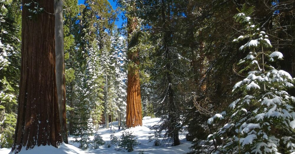 photo of giant seqouias in the sunlight with snow on the ground