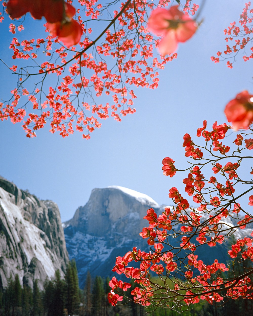 photo of blooming pink dogwoods with half dome in the background with blue skies