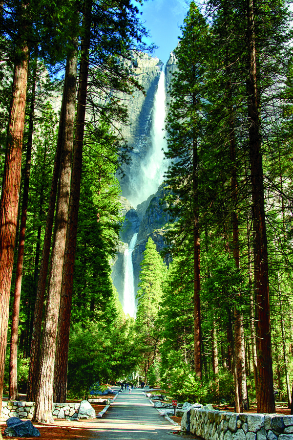 photo of a walkway amongst towering trees leading to the view of upper and lower Yosemite falls