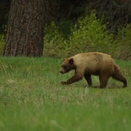 Yosemite Black Bear walking across a meadow. 