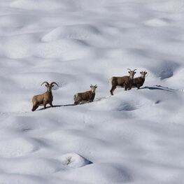 small herd of 4 bighorns standing on a snow covered mountain. 