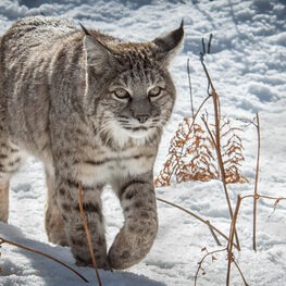 Bobcat walking through snow