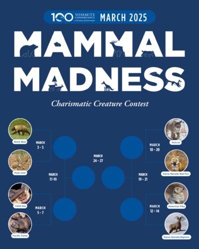 March Mammal Madness Bracket