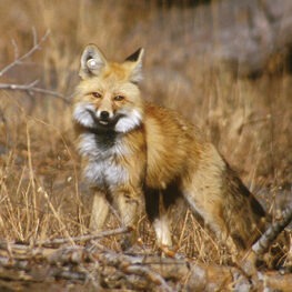 Sierra Nevada Red Fox in a dry autumnal meadow