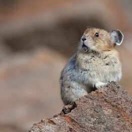 Pika on a rock looking concerned