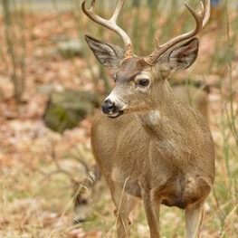 Mule deer posing in Yosemite