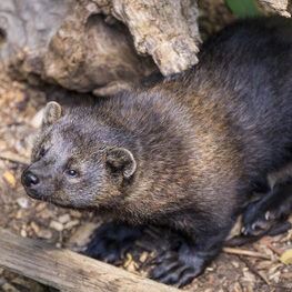 Pacific fisher sniffing