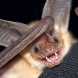 Pallid bat smiling